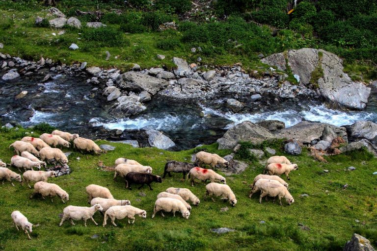 flock-sheep-grazing-grass