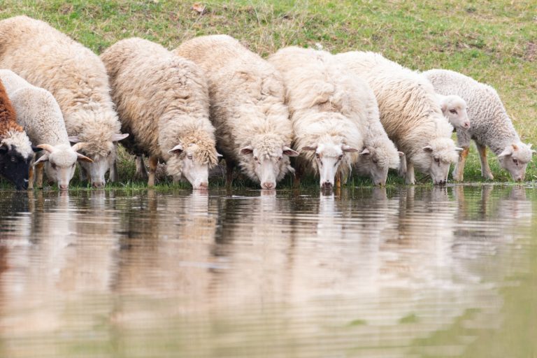 group-sheep-drink-water-from-lake