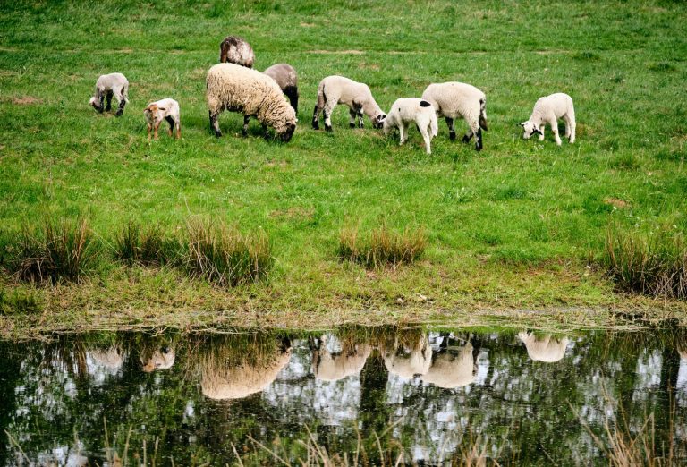 sheep-grazing-field