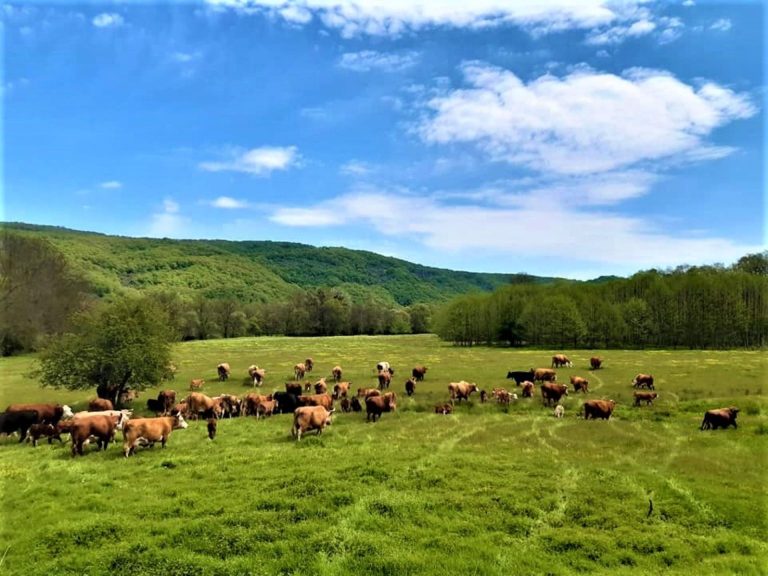 Ferma-Brodilovo-1536x1152